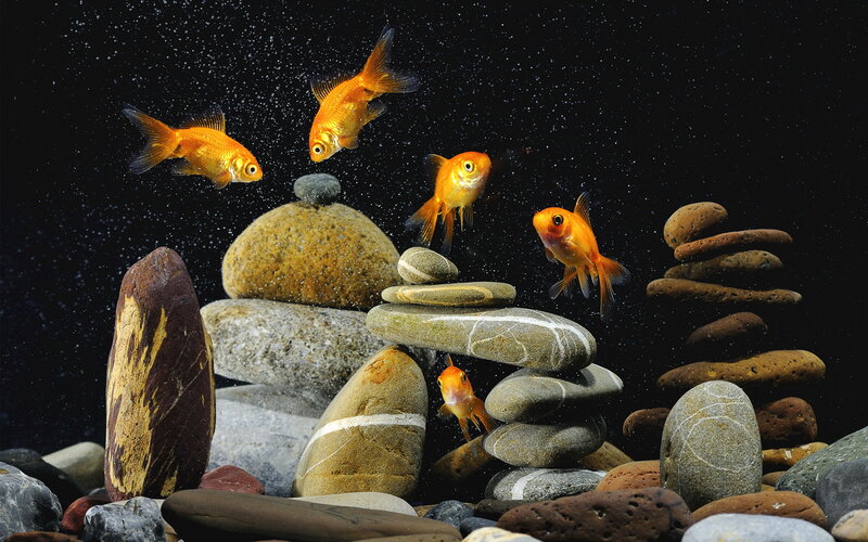 Goldfish Swimming Underwater — Orange