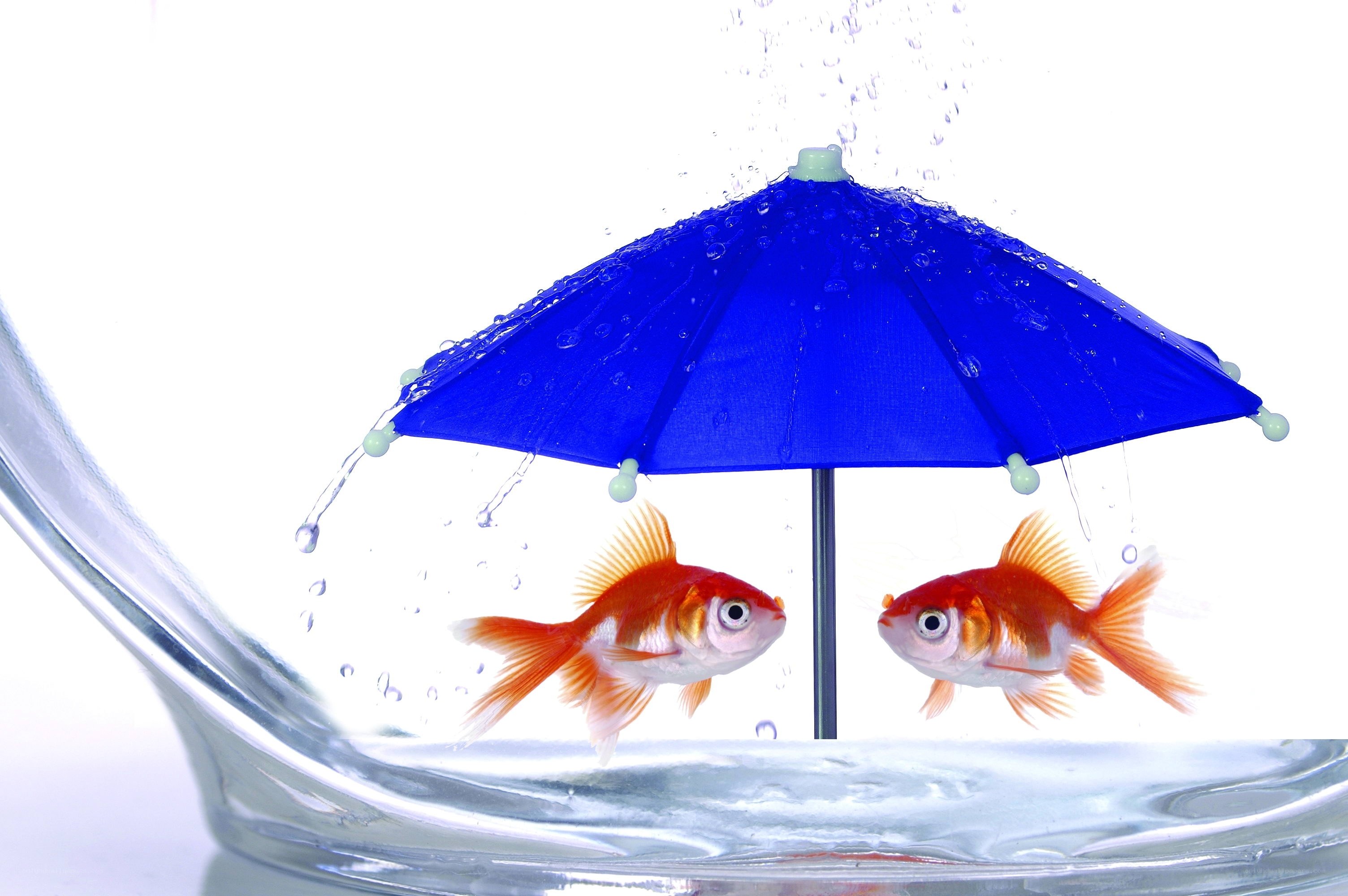 Goldfish under a blue umbrella