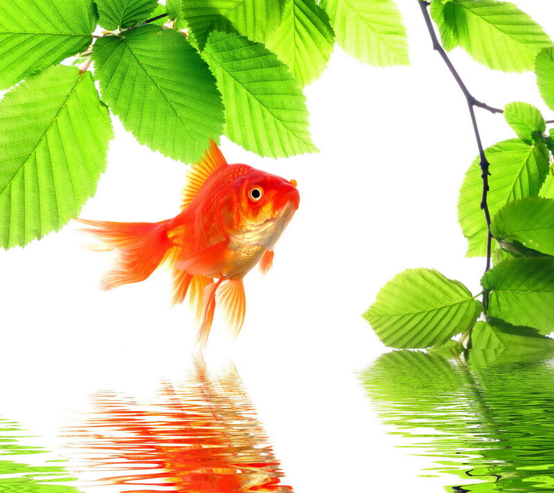 Goldfish under Leaves
