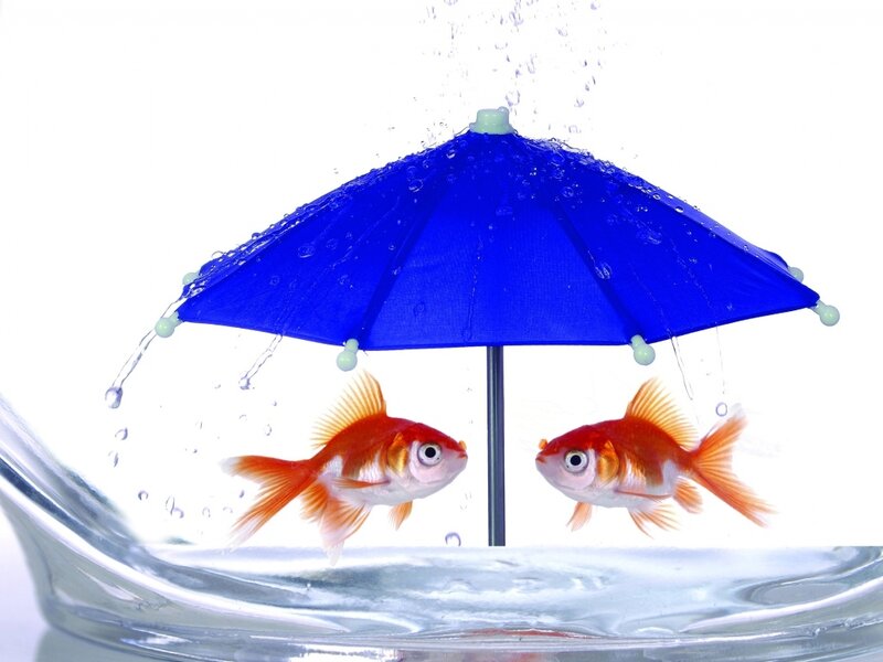 Goldfish under Umbrella — Blue
