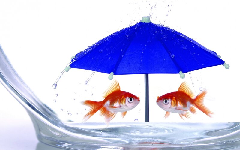 Goldfish under Umbrella