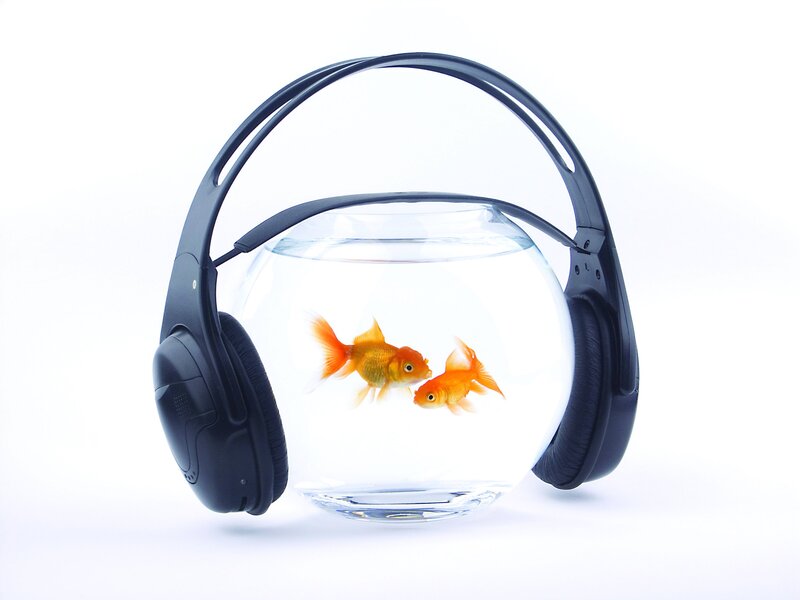 goldfish with headphones
