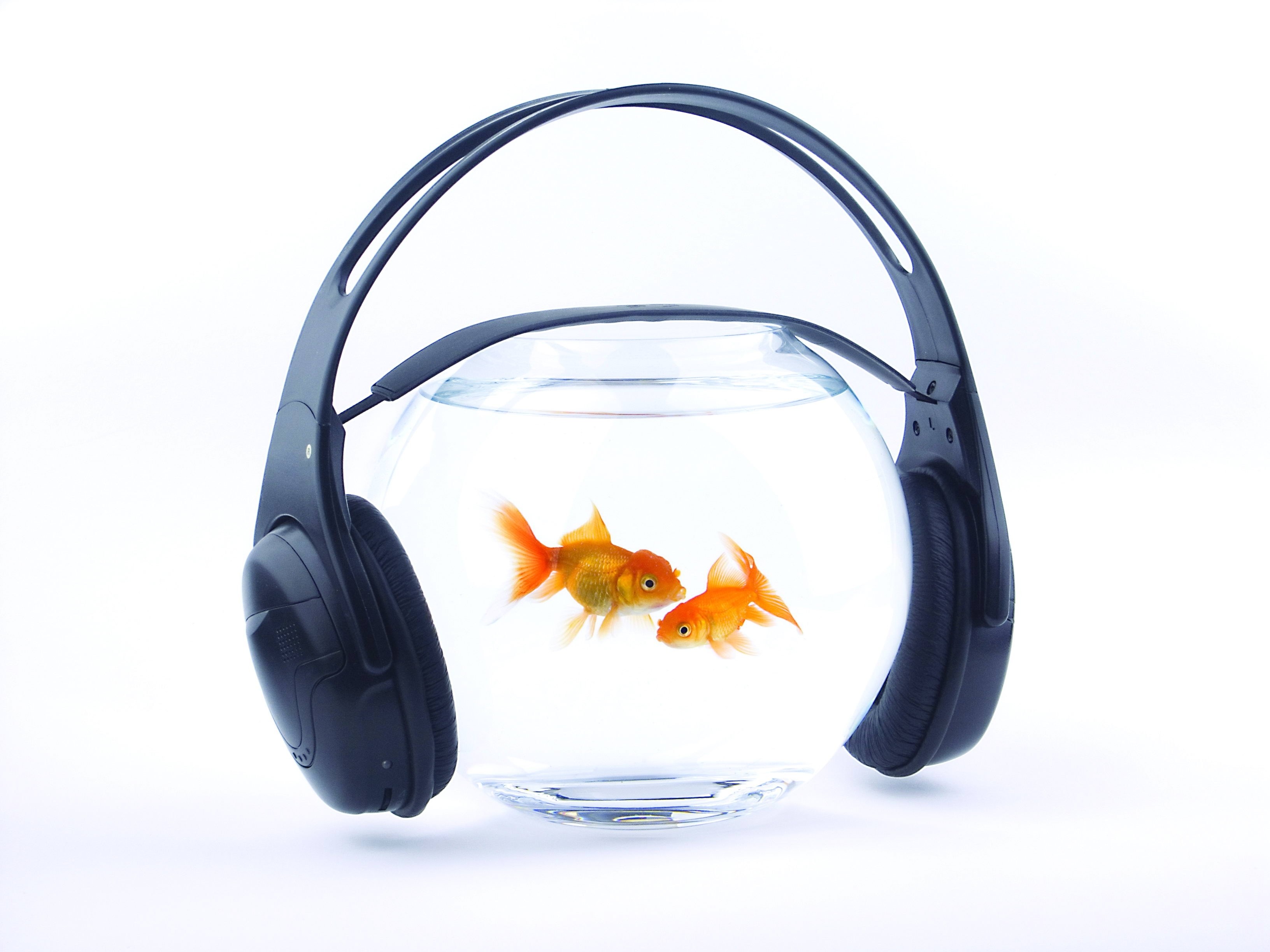 goldfish with headphones