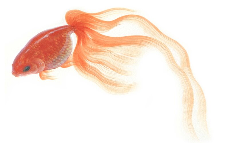 Goldfish with Long Fins — Orange