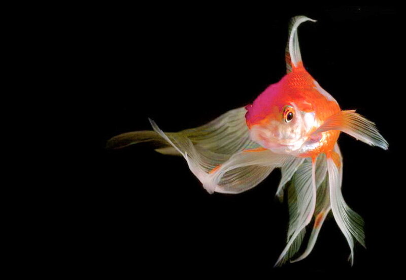 Goldfish with Long Fins