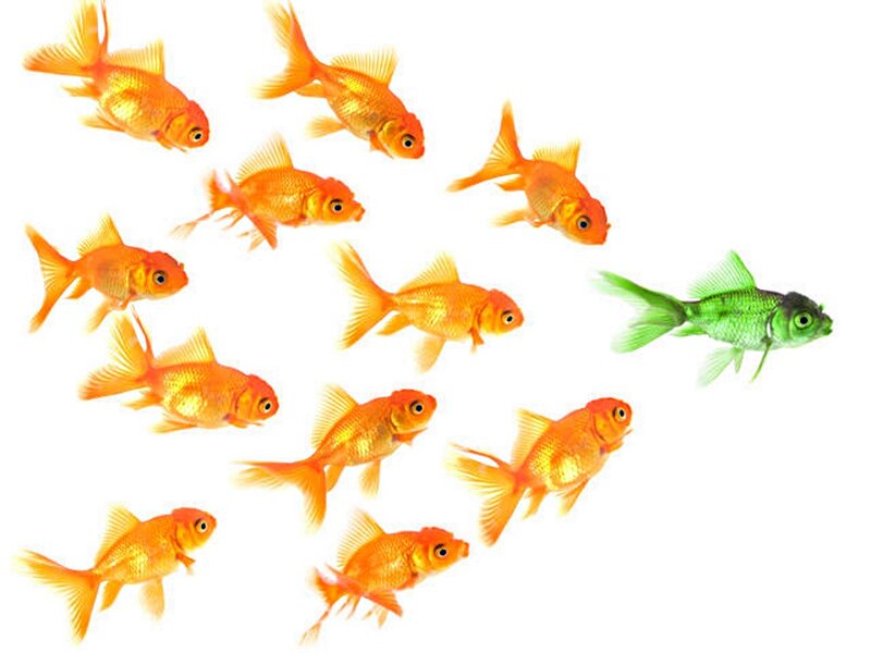 Goldfish with One Green Fish