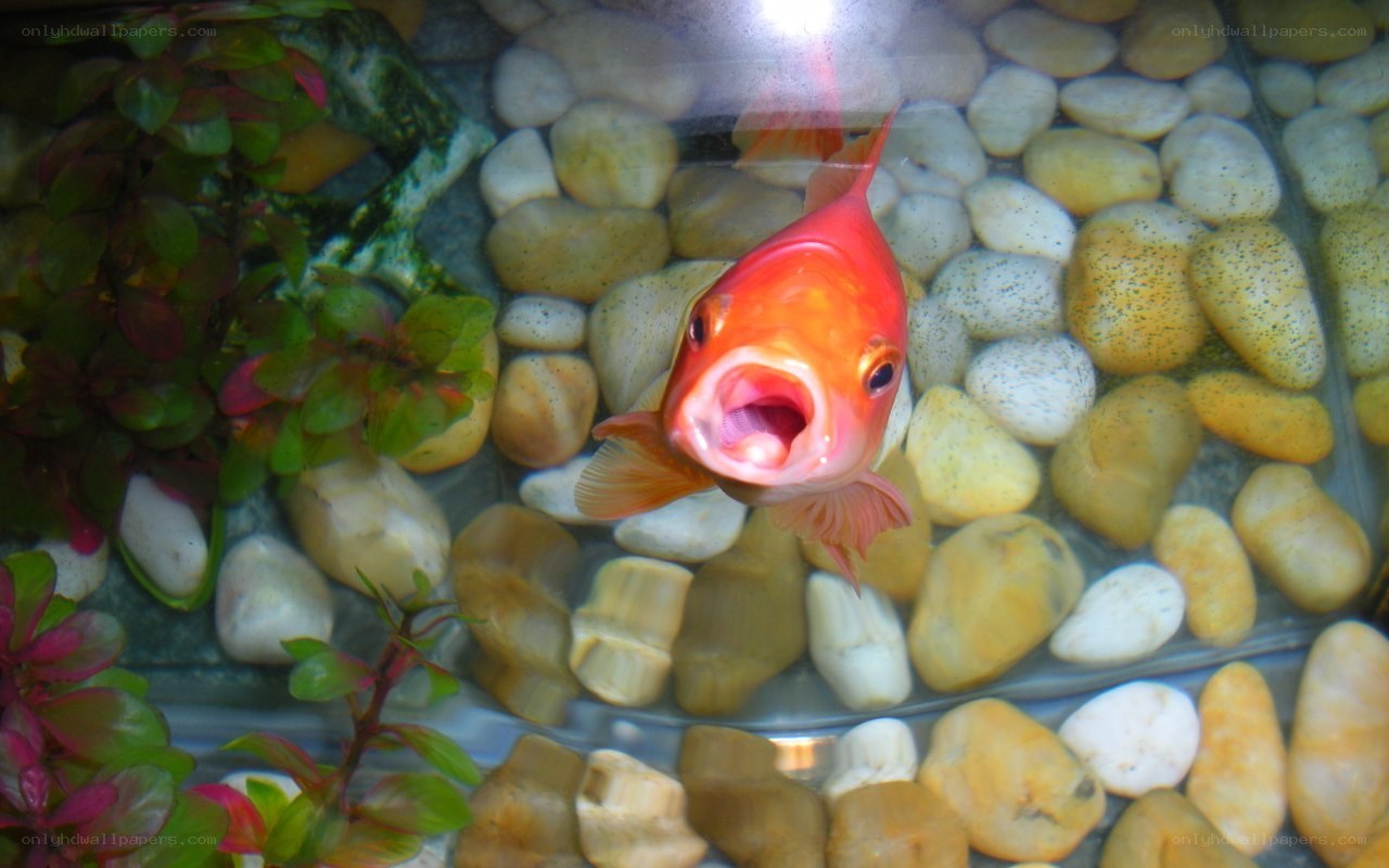 goldfish with open mouth