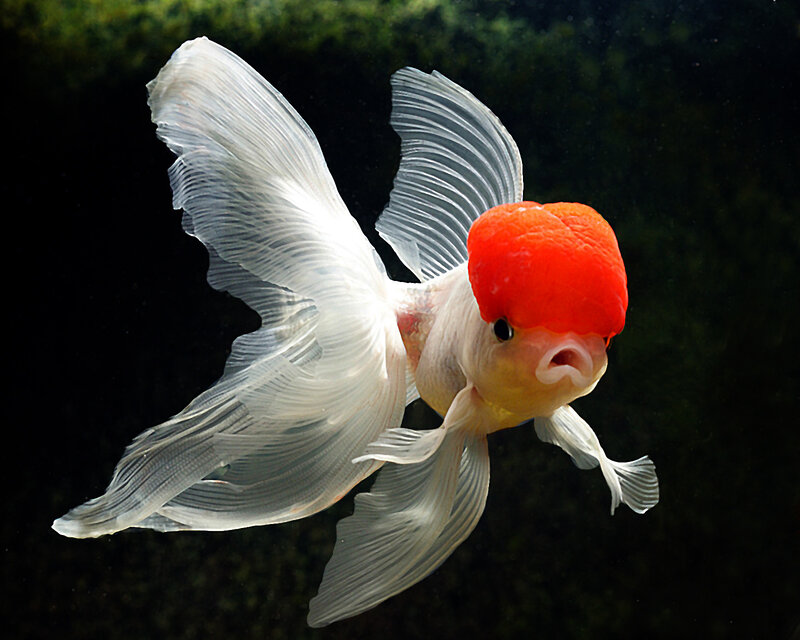 Goldfish with Red Head