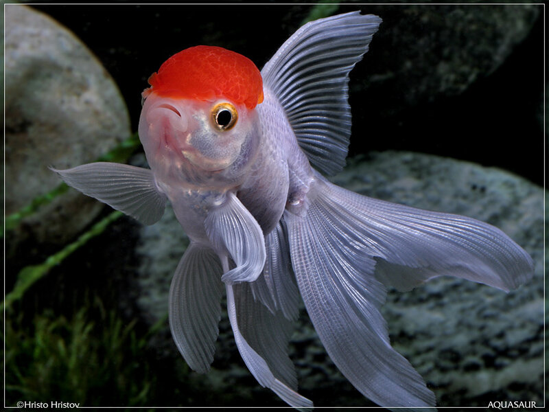Goldfish with Red Head — White