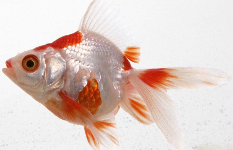 Goldfish with Red Markings
