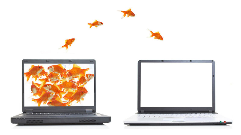 Goldfishes from Laptop