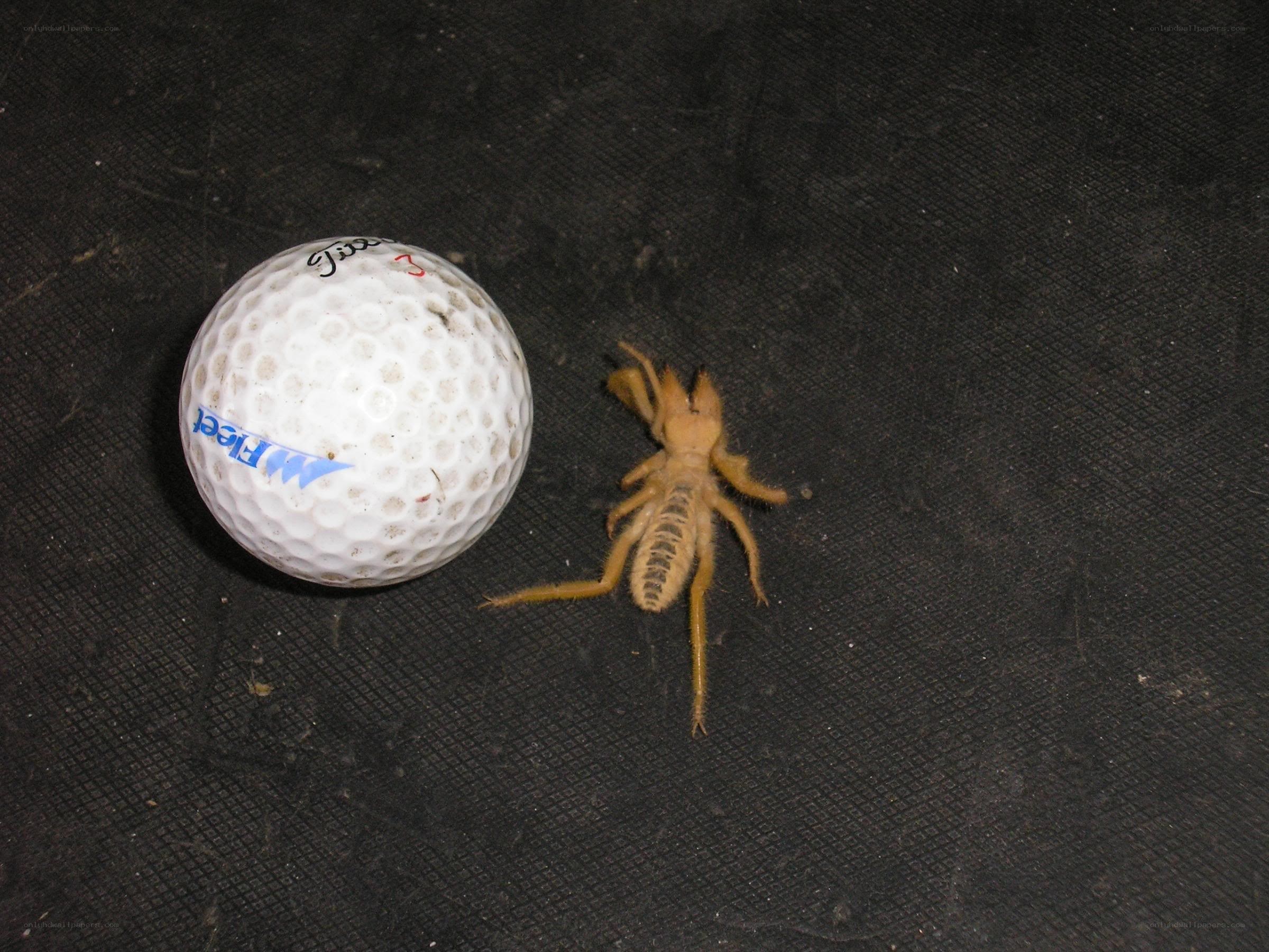 Golf ball and camel spider