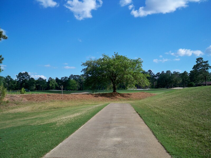 Golf course path with tree