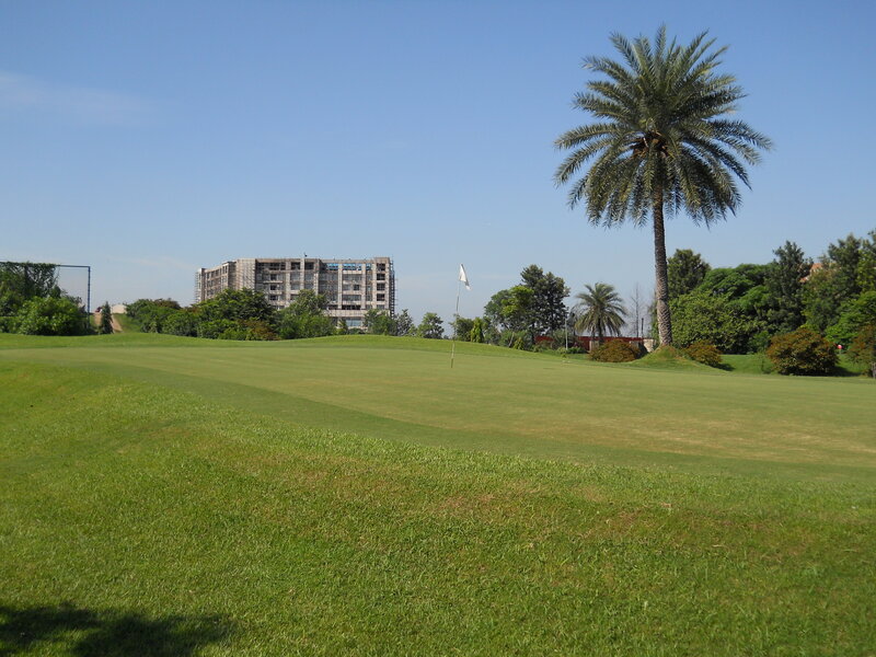 Golf Course with Palm Tree