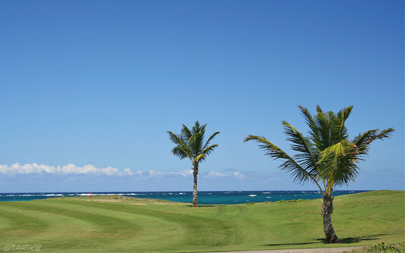 Golf Course with Palm Trees — Green, Serene, Afternoon
