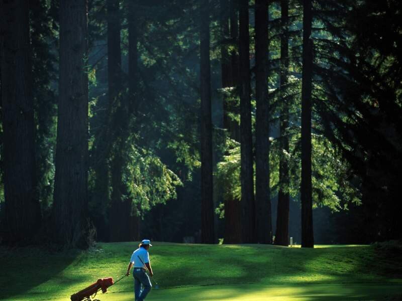 Golfer in a forested course