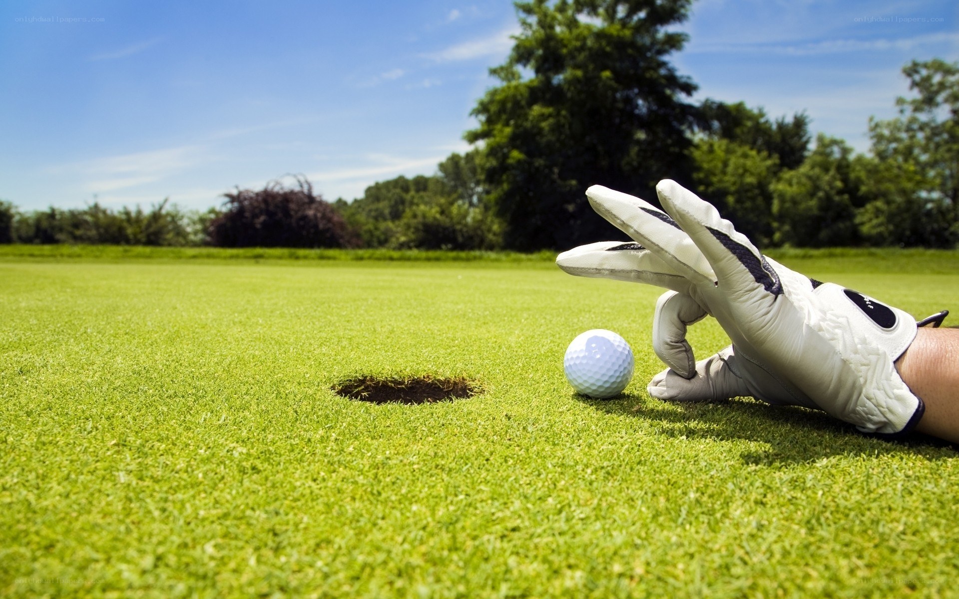 golfer putting on green