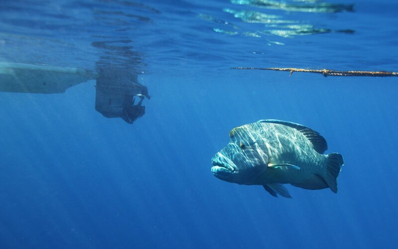 Goliath Grouper Fish — Blue, Serene, Afternoon