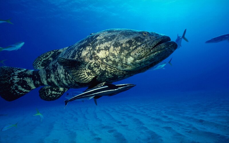 Goliath Grouper Fish — Blue
