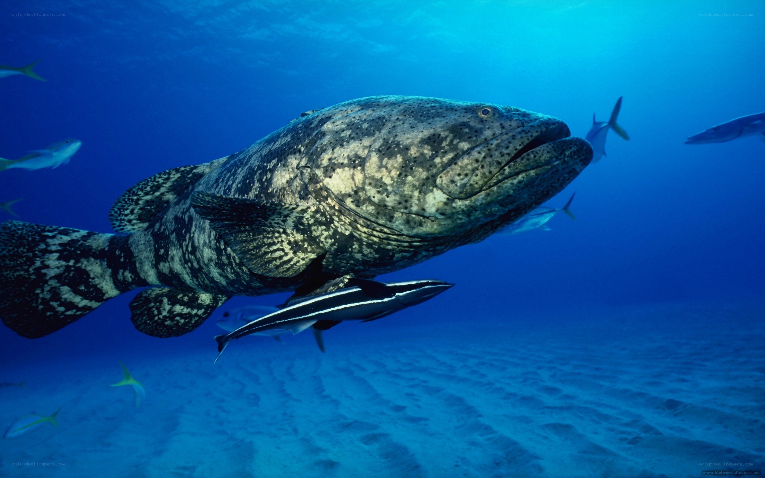 Goliath grouper swimming underwater