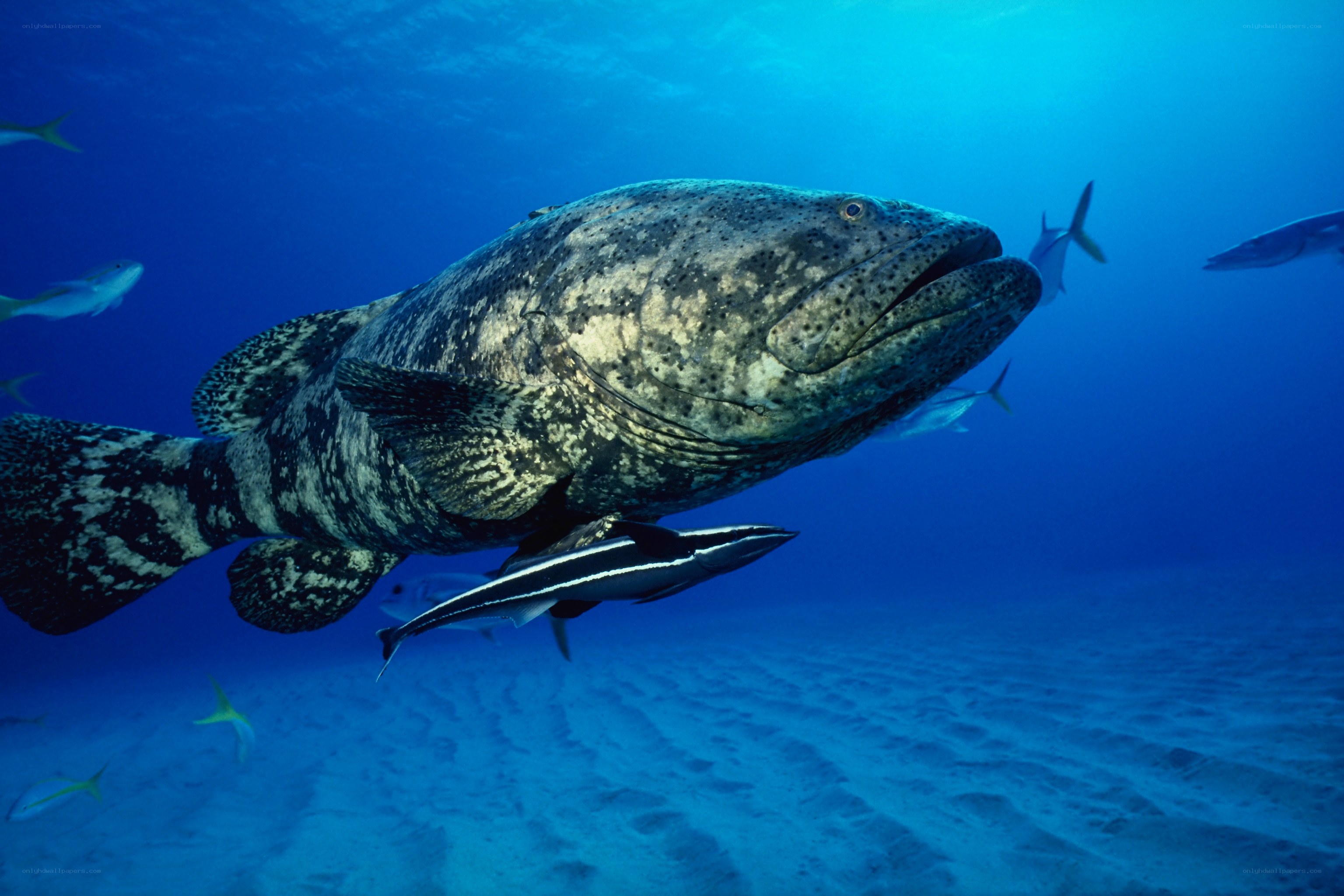 Goliath grouper swimming underwater