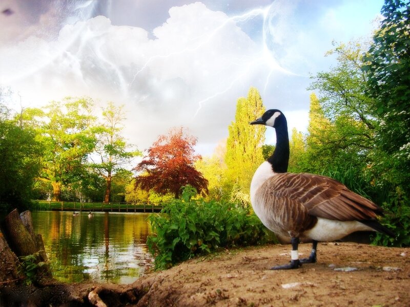 Goose by a pond with stormy sky