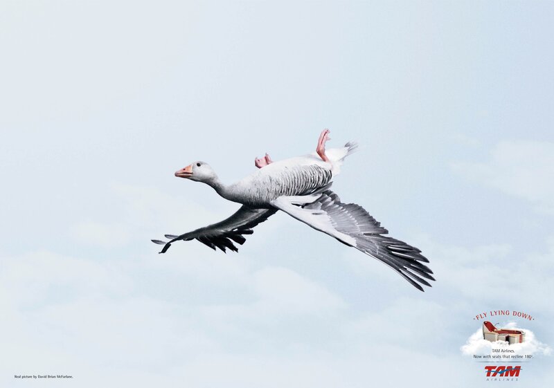 goose flying advertisement