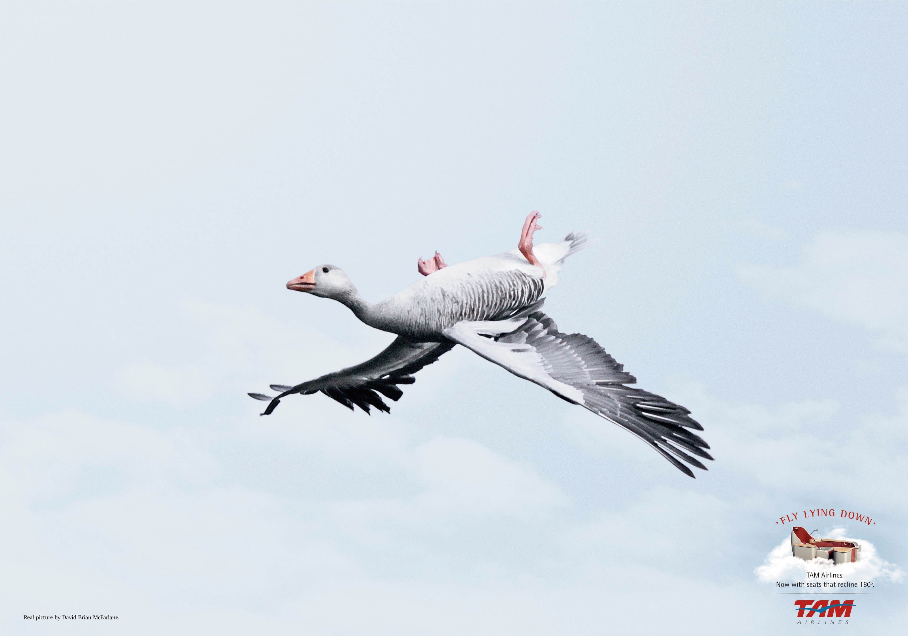 goose flying advertisement