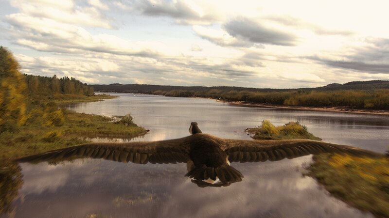 goose flying over river