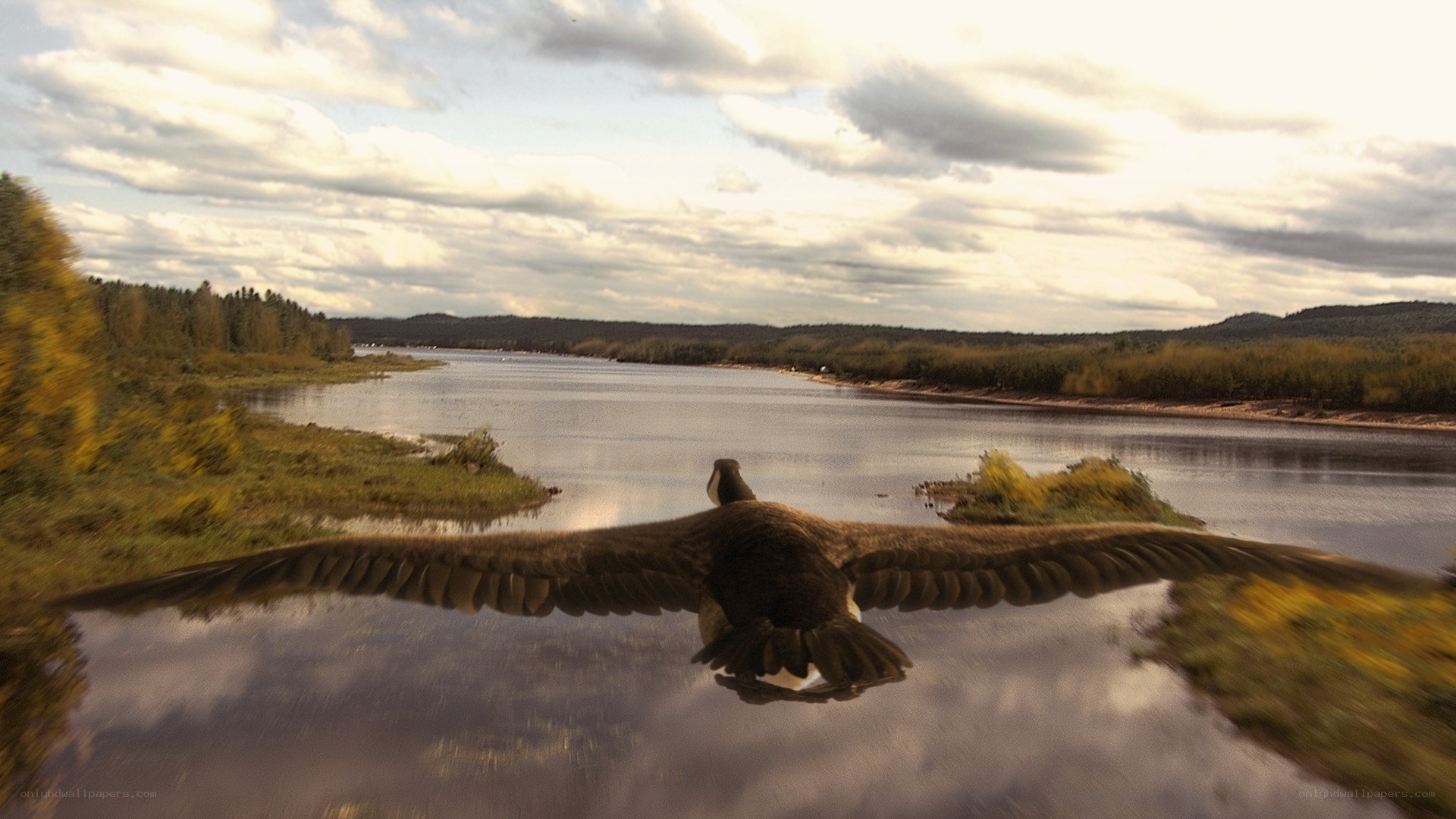 goose flying over river