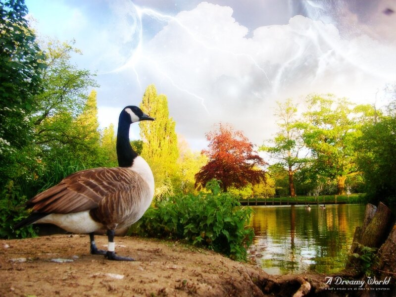 Goose in a dreamy park