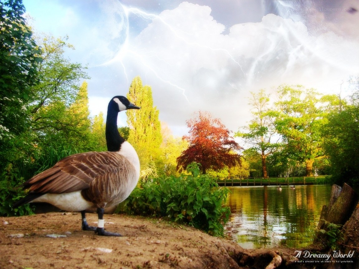 Goose in a dreamy park