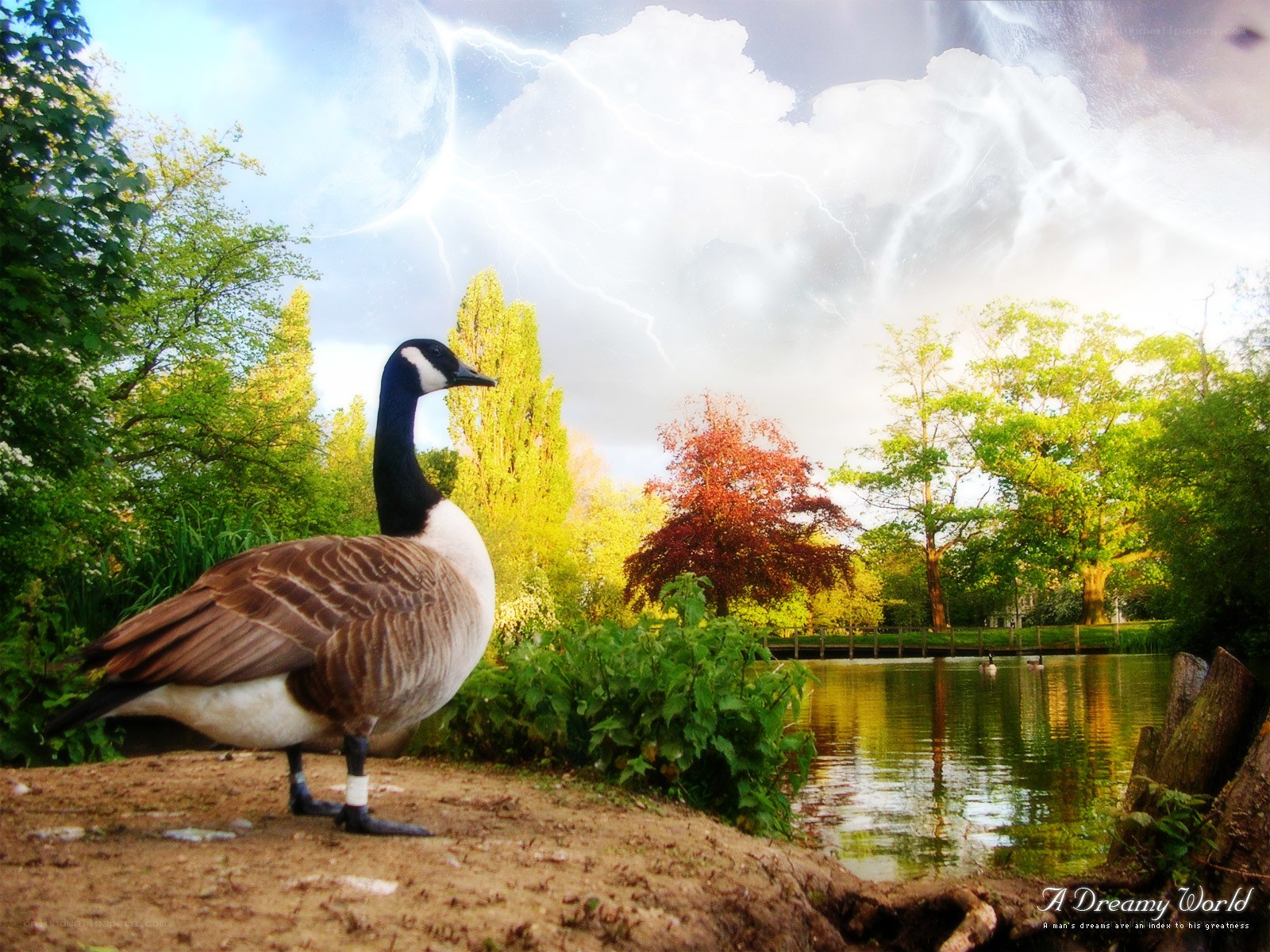 Goose in a dreamy world