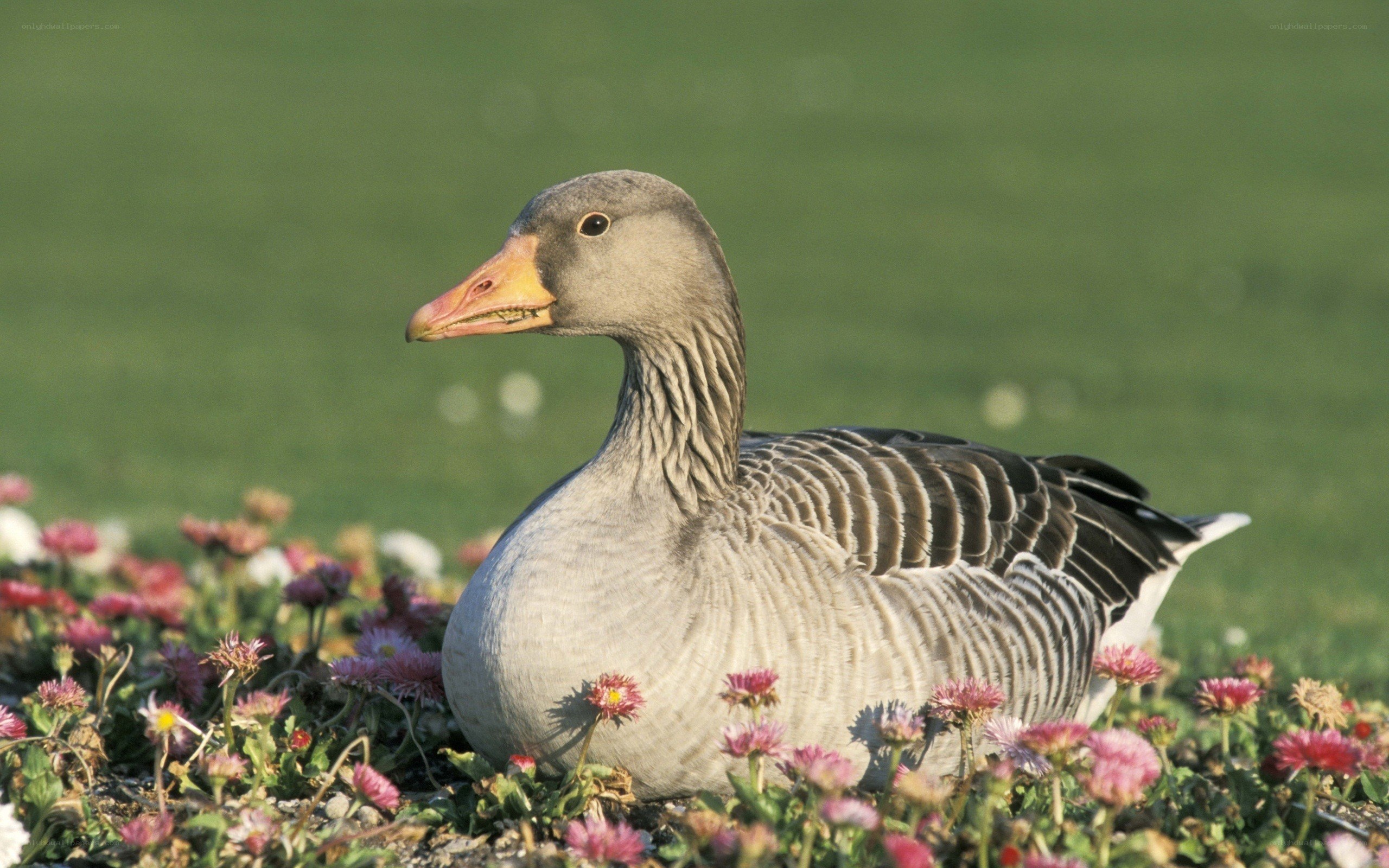 goose in a flower bed