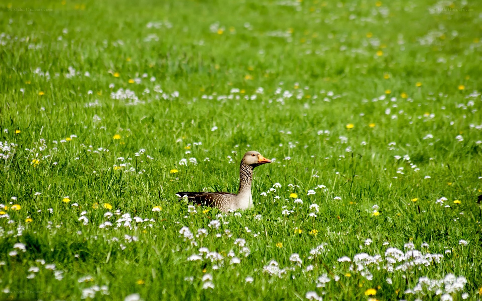 goose in a meadow