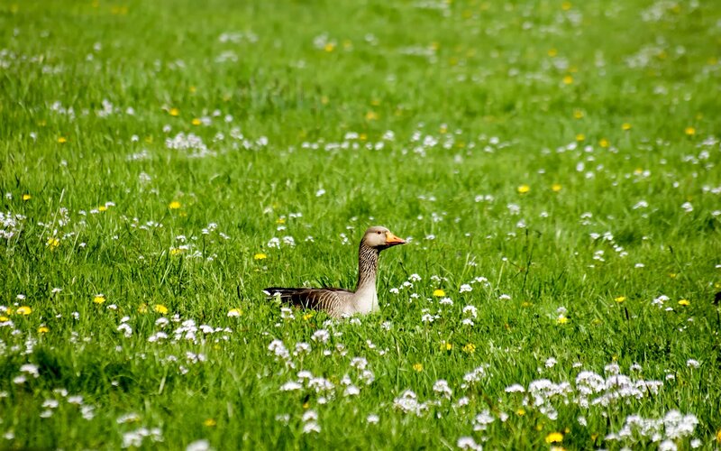 Goose in a Meadow — Green