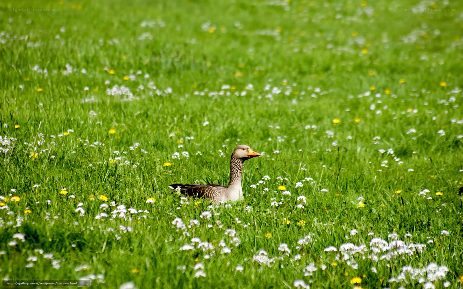 Goose in a meadow
