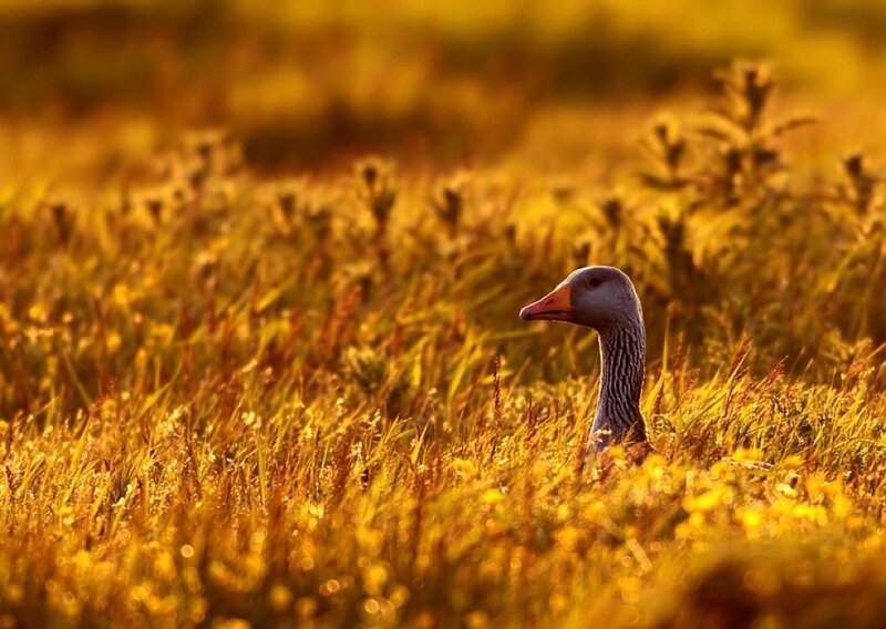 goose in golden grass