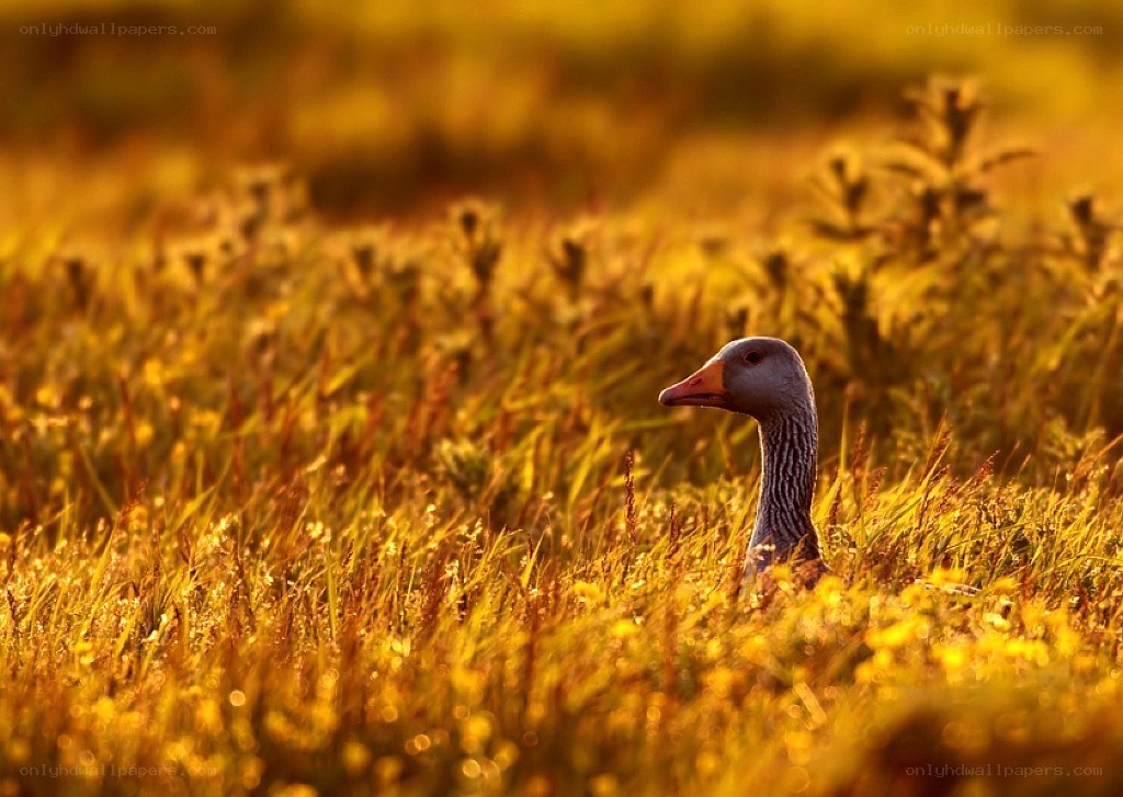 goose in golden grass