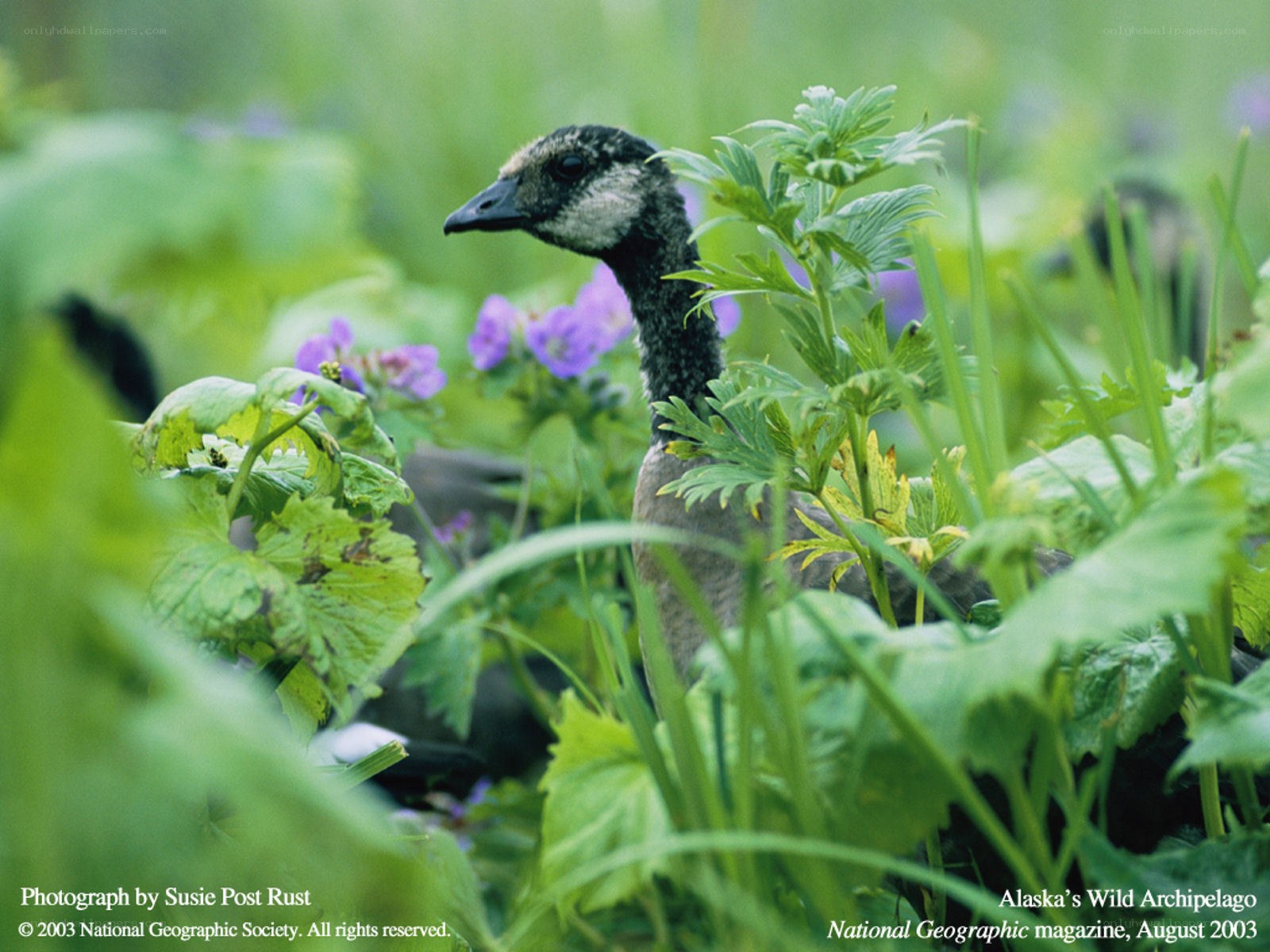 Goose in green foliage