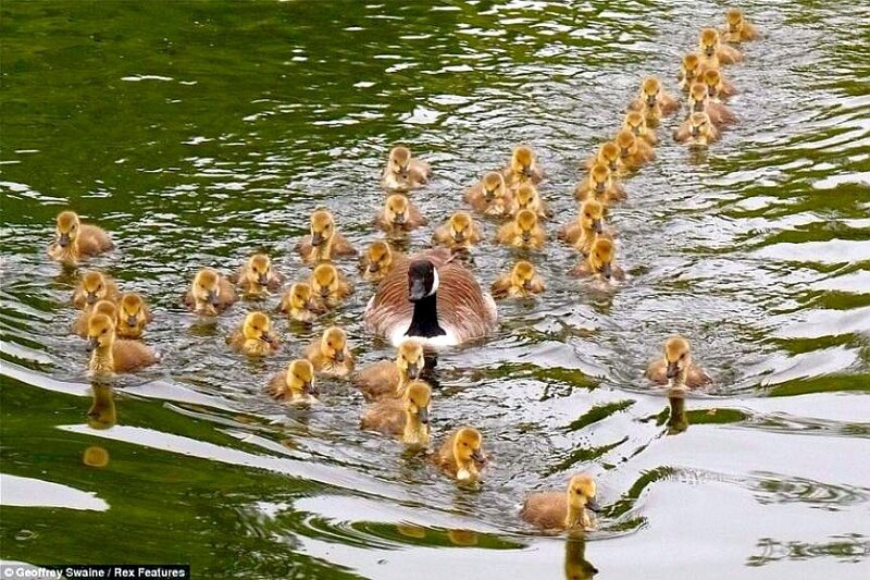Goose leading ducklings