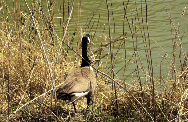 Goose near a pond