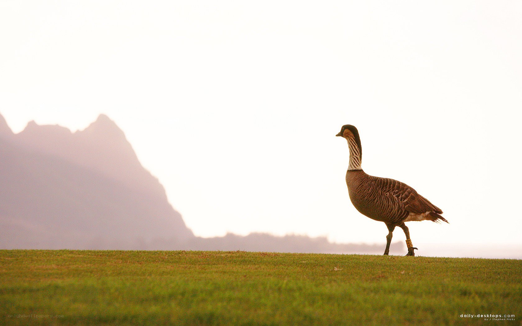 Goose on a grassy hill