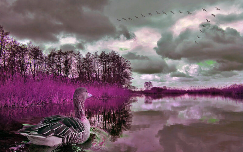 Goose on a Lake