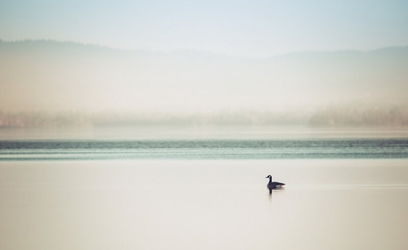 Goose on a misty lake