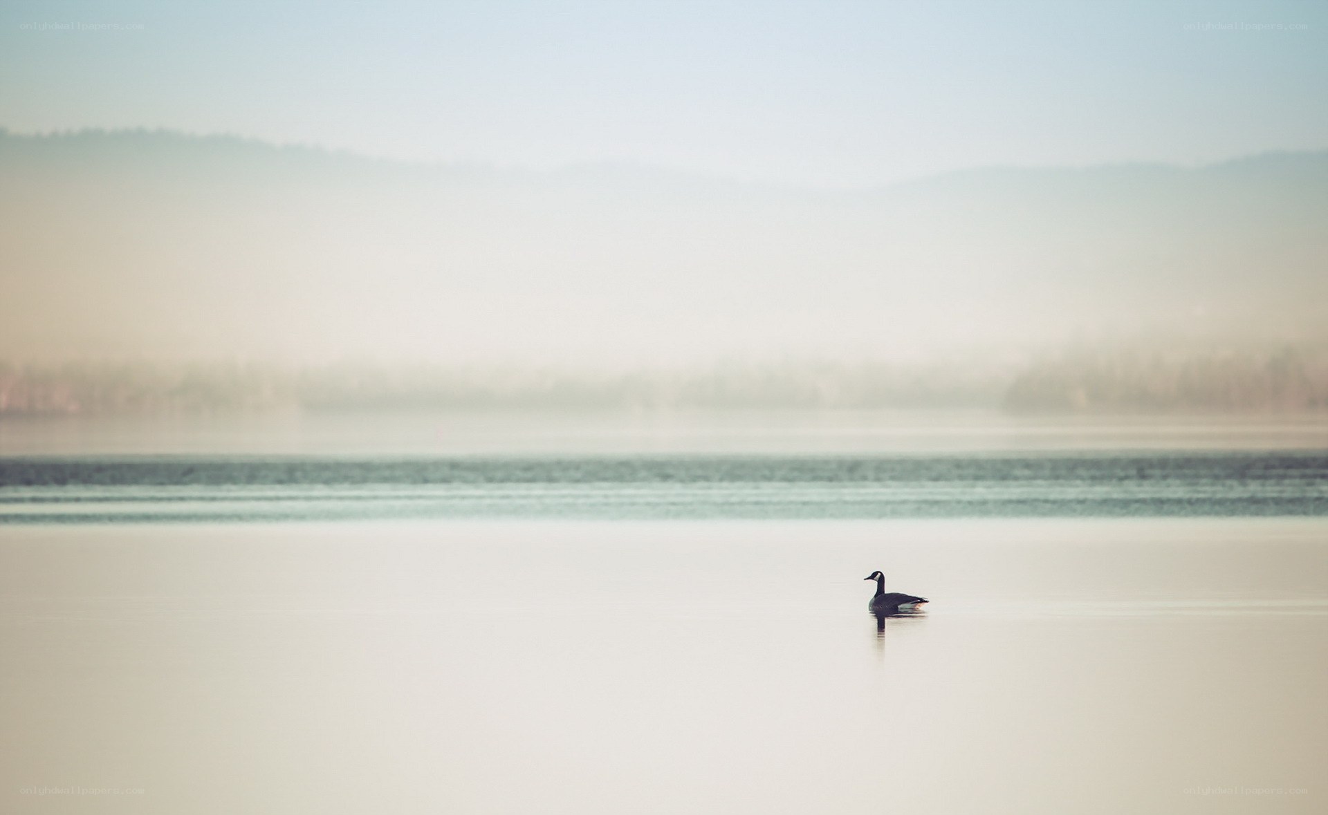 Goose on a misty lake