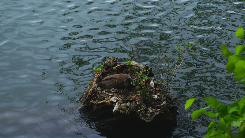 Goose on a Stump