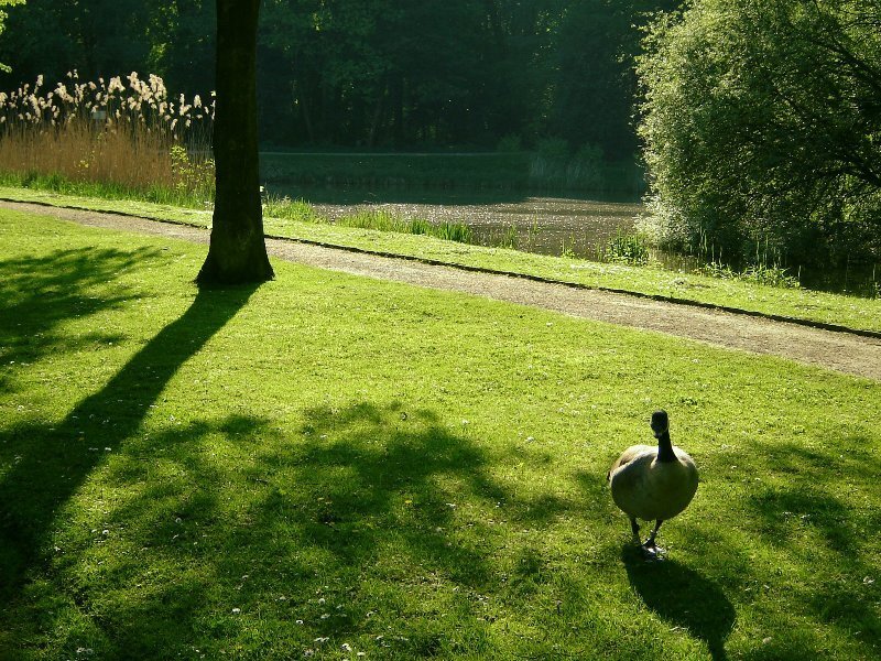 Goose on a sunny lawn
