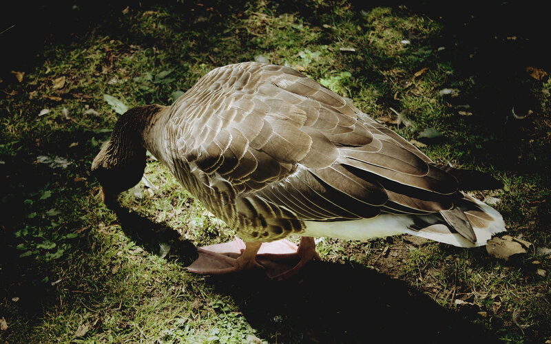 Goose on Grass