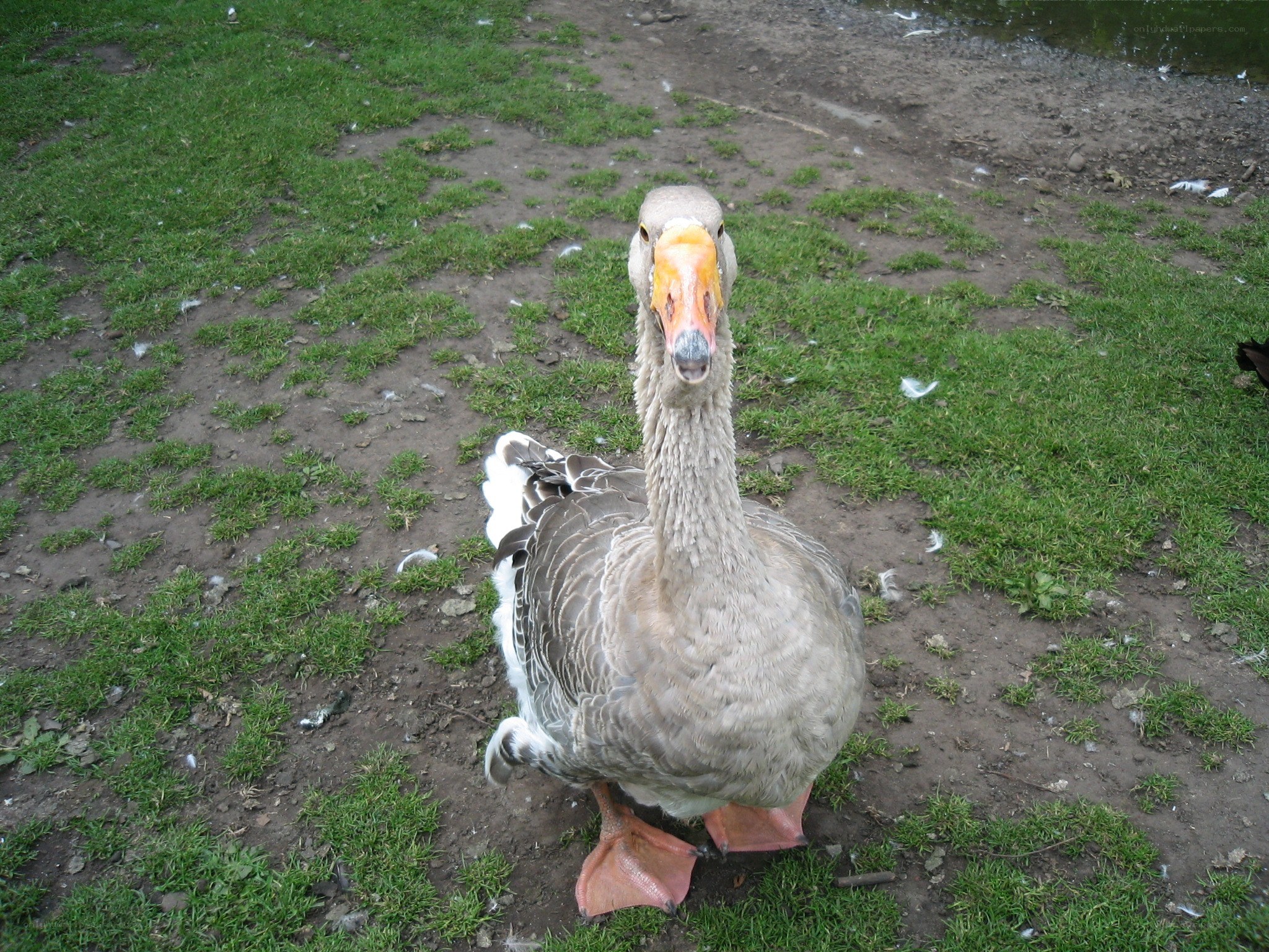 goose on grassy ground